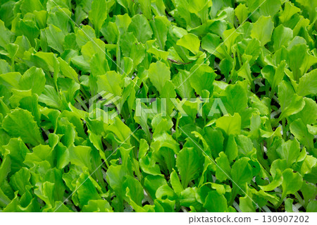 Seedlings of green lettuce growing in greenhouse Seedlings of green lettuce growing in greenhouse 130907202
