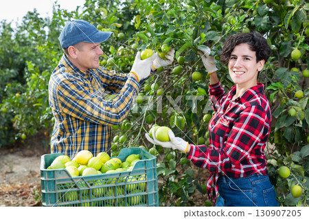 Positive busy young man and woman farmers gatheringlemons in orchard in autumn 130907205