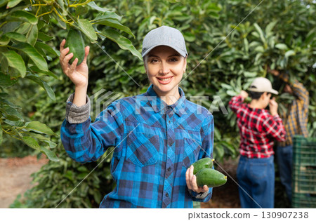 Positive woman harvesting ripe avocado in orchard 130907238