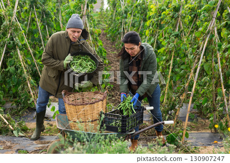Man and woman harvesting kidney beans on plantation 130907247