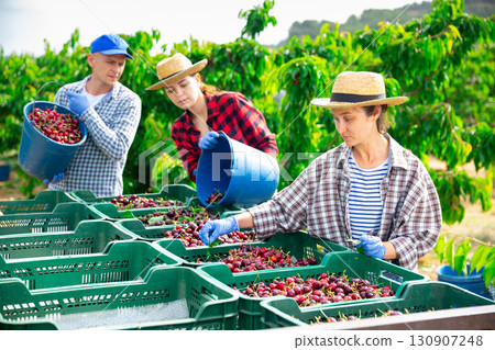 Farmers working in the fruit nursery carefully pour cherries from buckets into crates 130907248