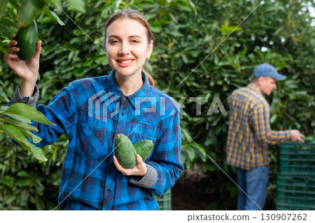 Positive woman harvesting ripe avocado in orchard Positive woman harvesting ripe avocado in orchard 130907262
