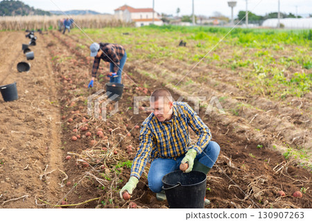 Man harvesting potatoes on a farm 130907263
