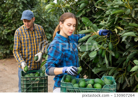 Smiling farmers picking avocados in fruit farm 130907264