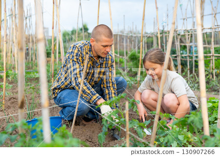 Daughter helps father clean weeds in garden beds closeup Daughter helps father clean weeds in garden beds closeup 130907266
