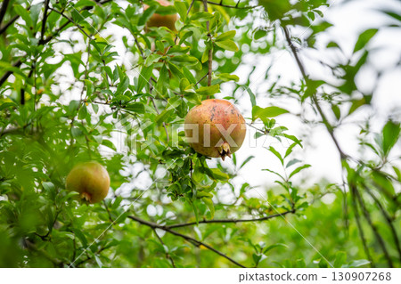 Pomegranate fruit growing in a lush garden 130907268