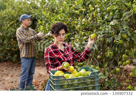 Young Latin woman farmer picking lemons with garden pruner in hands Young Latin woman farmer picking lemons with garden pruner in hands 130907332