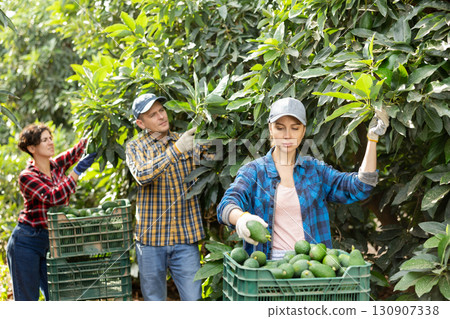 Positive woman harvesting ripe avocado in orchard Positive woman harvesting ripe avocado in orchard 130907338