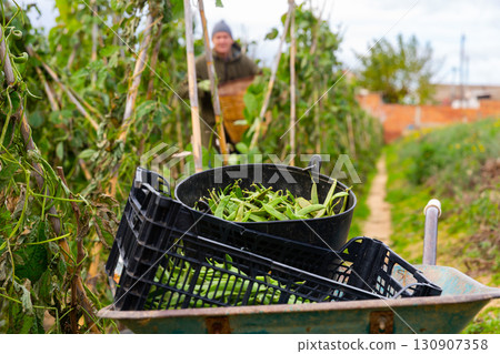 Pea or bean pods in crates in the garden against background of farmer harvesting 130907358