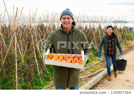 Man gardener holding wooden box with tomatoes 130907364