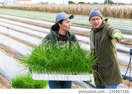 Two farmers gardening on farm, planting garlic plants 130907388