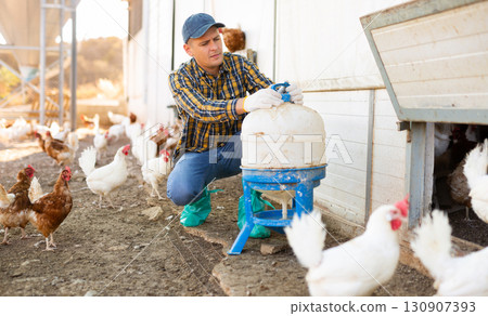 concentrated european adult man filling chicken drinker in chicken farm concentrated european adult man filling chicken drinker in chicken farm 130907393