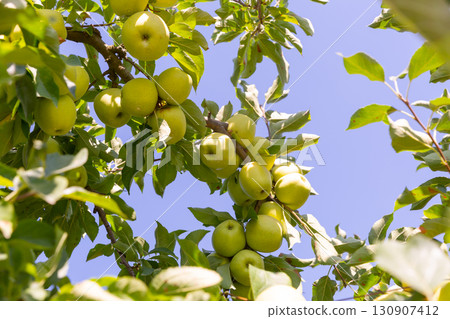 Ripe apples hanging on tree branches in summer garden 130907412