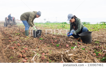 Caucasian man and Asian woman collecting potatoes 130907461