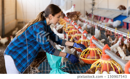 european woman in plaid shirt and cap filling chicken feeder in chicken farm european woman in plaid shirt and cap filling chicken feeder in chicken farm 130907543