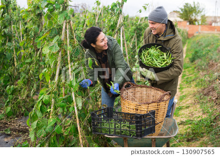Couple of farmers harvesting beans at a farm 130907565