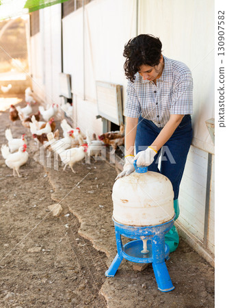 Hispanic woman installing drinker for chickens on backyard of smallholding 130907582