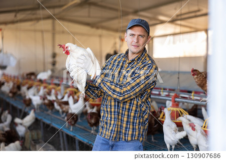 experienced european man holding chickens in chicken farm experienced european man holding chickens in chicken farm 130907686
