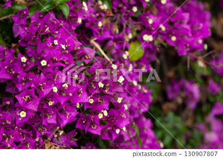 Closeup of purple flowers Bougainvillea glabra blossoming 130907807