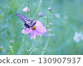 Swallowtail butterfly and pink cosmos 130907937