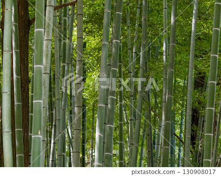 Moso bamboo forest in autumn Moso bamboo forest in autumn 130908017