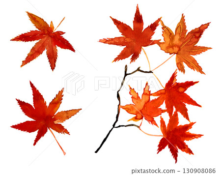 Watercolor hand-drawn autumn leaves. Autumn leaves of maple. Japanese style illustration material 130908086