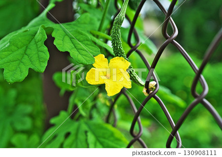 黃色苦瓜花果(秋季,九月) 黃色苦瓜花果(秋季,九月) 130908111