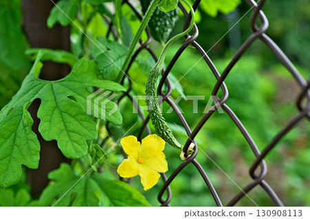 Yellow bitter melon flowers and fruits (autumn, September) Yellow bitter melon flowers and fruits (autumn, September) 130908113