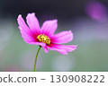 Cosmos in beautiful greenery 130908222