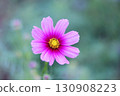 Cosmos in beautiful greenery 130908223