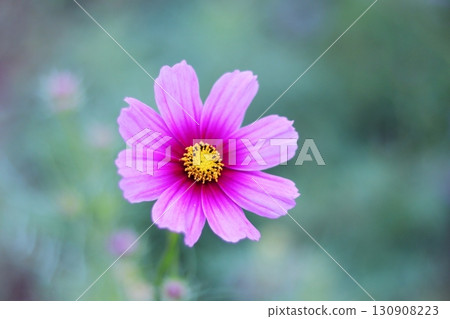 Cosmos in beautiful greenery 130908223