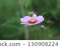 Cosmos in beautiful greenery 130908224