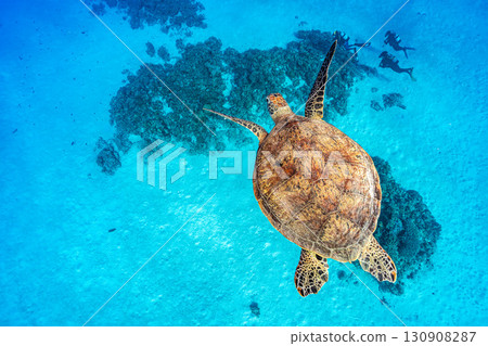 Sea turtle swimming elegantly Sea turtle swimming elegantly 130908287