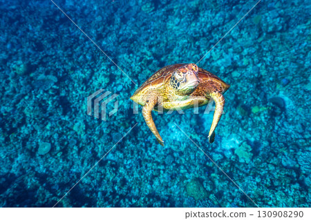 海龜優雅地游泳 130908290