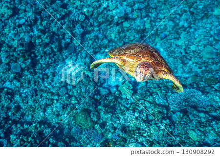 海龜優雅地游泳 130908292