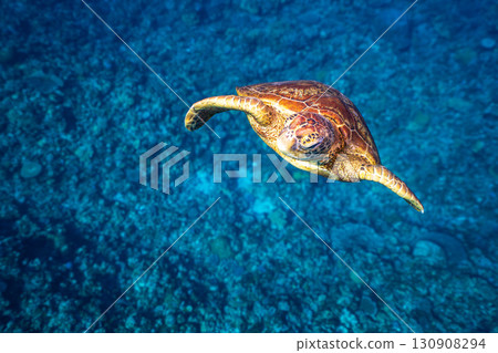 Sea turtle swimming elegantly Sea turtle swimming elegantly 130908294