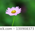 Beautiful green background and cosmos 130908373