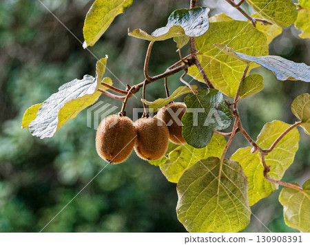 deciduous vine kiwi fruit deciduous vine kiwi fruit 130908391
