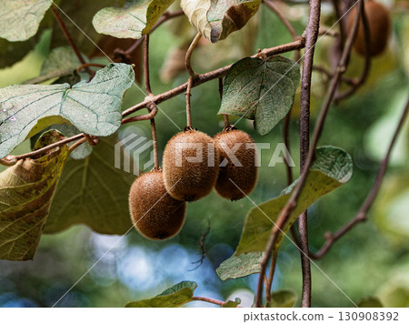 deciduous vine kiwi fruit deciduous vine kiwi fruit 130908392