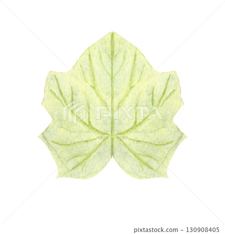 Pumpkin leaf isolated on white background. Hand-painted watercolor illustration with delicate green veins, perfect for autumn harvest design, Thanksgiving, Halloween, cards, invitations, and patterns. Pumpkin leaf isolated on white background. Hand-painted watercolor illustration with delicate green veins, perfect for autumn harvest design, Thanksgiving, Halloween, cards, invitations, and patterns. 130908405