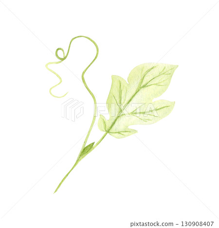 Pumpkin vine with leaf and tendril isolated on white background. Hand-painted watercolor illustration perfect for autumn harvest compositions, Thanksgiving decor, Halloween designs, cards, invitations 130908407
