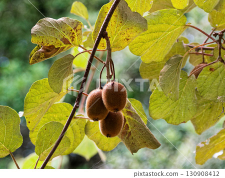 deciduous vine kiwi fruit deciduous vine kiwi fruit 130908412