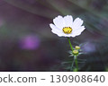pretty white cosmos 130908640