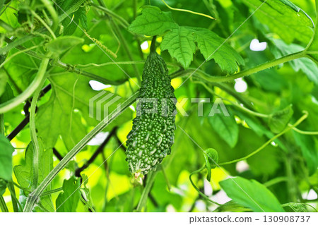 綠色苦瓜果實(秋季,九月) 綠色苦瓜果實(秋季,九月) 130908737
