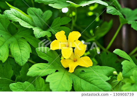黃色苦瓜花(秋季,九月) 黃色苦瓜花(秋季,九月) 130908739