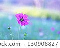 beautiful background and pink cosmos 130908827