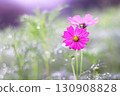 beautiful background and pink cosmos 130908828
