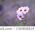 beautiful background and pink cosmos 130908829