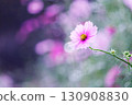 beautiful background and pink cosmos 130908830