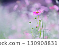 beautiful background and pink cosmos 130908831